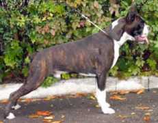 petsinform.com Desotto