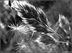 pilt.delfi.ee Dessant