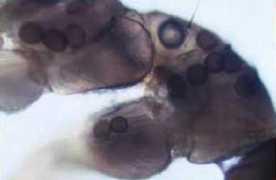 raksti.daba.lv Detner