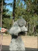 poodles-in-scandinavia.com Develine