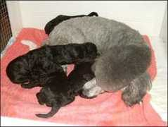 poodles-in-scandinavia.com Develine