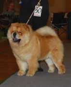 chow-chow.dk Dhisha