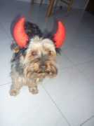 tusfotos.elcorreo.com Diablillo