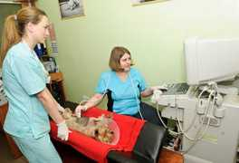 zoovet.ru Diagnostics