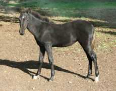 nwmountainhorses.com Diamon