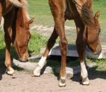 horsetalk.co.nz Dibartola