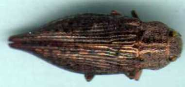 lesinsectesduquebec.com Dicera