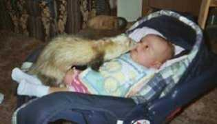 funnypetpictures.com Dieago