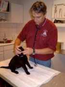 Dierenarts