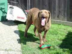 cbrrescue.org Diesels