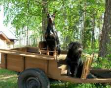 grandmollis.ru Dilaila