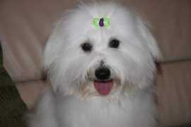 Dimby