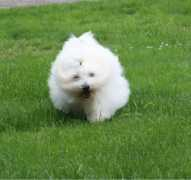 Dimby