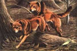 Dingos