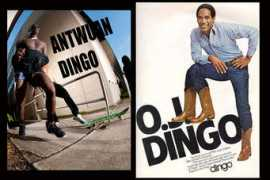 Dingos