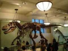 weyp.heteml.jp Dinosaurus