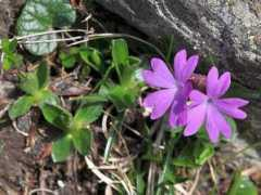 botany.cz Dinyana