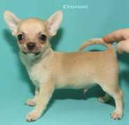 chihuahua.ru Dionisii