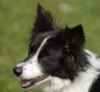 patriotdogs.com Divet