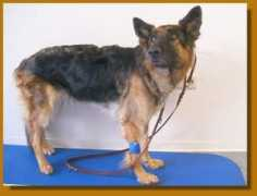 collie-in-not-tierschutz.de Divinia