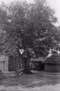 Djidjan