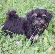 houndsfields.com Djinka