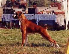 clikkailboxer.com Djonin