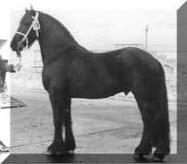 signaturefriesians.com Djurre
