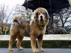 dogzonline.com.au Dkon