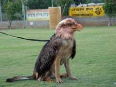 Dogeagle