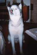 Dogivan