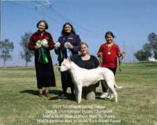 Dogo