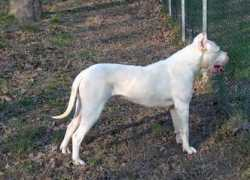 Dogo