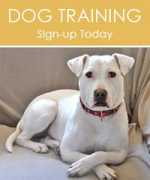 Dogtraining