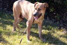 coddledcritters.com Doliver