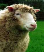 Dolly