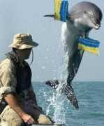 Dolphin