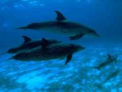 Dolphin