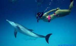 Dolphingirl