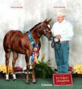 smorseshowhorses.com Doncha