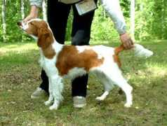 springerspanielit.com Doniol