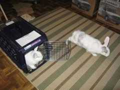 danceswithrats.com Doofi