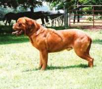 lonelycreek.com Dorango