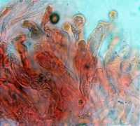 actafungorum.org Dorante