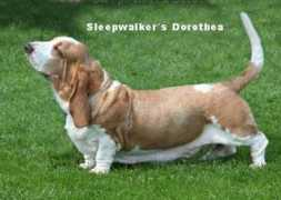 Doretea