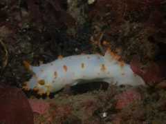 Dorid