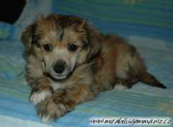 mirabilisgemma.cz Doriella