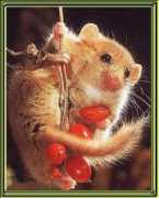 Dormouse