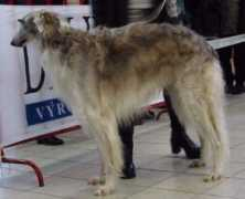 netspace.sk Dorogova