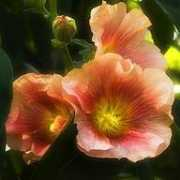 photoforum.ru Doroti